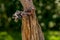 Chickadee flying away from a Purple Finch