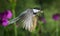 Chickadee flying in the garden