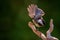 Chickadee flying off a branch