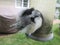 Chickadee with its Head Tucked in Sleeping on a Bird Feeder