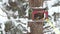 Chickadee jumps on the branches and eats in the feeder in winter