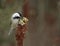 Chickadee Looks At Suet Cake On Sumac Seed Pod