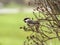 Chickadee Perched on Branches