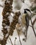 Chickadee Photo and Image. Close-up profile view perched on a foliage with a snow blur background in its environment and habitat