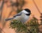 Chickadee Photo and Image. Close-up profile view perched on a pine branch with a blur orange background in its environment and