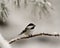 Chickadee Photo. Image. Perched on a branch with snow and blur background with open beak and enjoying its environment and habitat