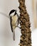 Chickadee Photo and Image. Perched on a foliage branch in its habitat and environment surrounding displaying feather plumage, body