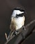 Chickadee photo stock. Chickadee close-up profile view perched on a branch with brown blur background in its environment and