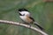 Chickadee on a Pine Branch