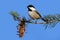 Chickadee With A Pine Cone