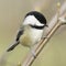 Chickadee Poecile atricapillus Small Bird Fluffy