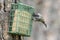 Chickadee reaches in for suet