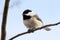 Chickadee with seed on branch