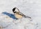 Chickadee Sees his Shadow on a Cold Winter Morning