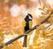 chickadee sings a song in autumn forest in Sunny day