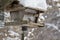 Chickadee sitting at a rustic bird feeder during a blizzard