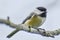 Chickadee Song Bird Sitting on a Branch