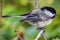 Chickadee Song Bird Sitting on a Branch