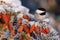 Chickadee on the spruce branch with cones in golden hour light