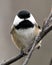 Chickadee Stock Photo. Chickadee close-up profile view looking at camera on a tree branch with a blur background in its