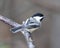 Chickadee Stock Photo. Chickadee close-up profile view on a tree branch with a blur background in its environment and habitat,