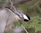 Chickadee Stock Photo. Chickadee close-up profile view on a tree branch with a blur background in its environment and habitat,