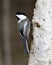 Chickadee Stock Photo. Grey Jay close-up profile view on a birch tree trunk with a blur background in its environment and habitat