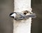 Chickadee Stock Photo. Grey Jay close-up profile view on a birch tree trunk with a blur background in its environment and habitat