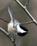 Chickadee Stock Photos. Chickadee close-up profile view on a birch tree branch with a blur background in its environment and