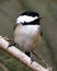 Chickadee Stock Photos. Chickadee close-up profile view on a birch tree branch with a blur background in its environment and