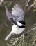 Chickadee Stock Photos. Chickadee close-up profile view on a tree branch with spread wings with a blur background in its