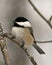 Chickadee Stock Photos. Chickadee perched on a branch with a blur background in its habitat and environment displaying feather