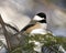 Chickadee Stock Photos. Chickadee perched on a branch with a blur background in its habitat and environment displaying open beak,