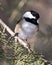 Chickadee Stock Photos. Close-up perched on a branch with a blur background in its habitat and environment displaying feather