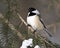Chickadee Stock Photos. Close-up profile view on a fir tree branch with a blur background in its environment and habitat,
