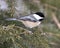 Chickadee Stock Photos. Close-up profile view on a fir tree branch with a blur background in its environment and habitat,