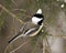 Chickadee Stock Photos. Close-up profile view on a fir tree branch with a blur background in its environment and habitat,