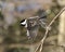 Chickadee Stock Photos. Close-up profile view flying with spread wings and spread tail and with a blur background in its