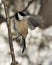 Chickadee Stock Photos. close-up profile view landing on a tree branch with spread wings and with a blur background in its