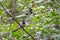 Chickadee in a Tree Near Some Berries