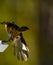 Chickadee which takes flight after feeding