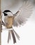 Chickadee with wings fluttering