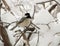 Chickadee in Winter - 2