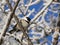 Chickadee in winter