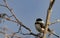 Chickadee with a worm in his beak