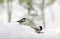 Chickadees in Snow