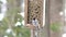 Chickadees and Tufted Titmouse Eating from Feeder