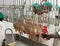 Chicken in an  abattoir