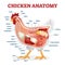 Chicken anatomy vector illustration. Labeled biological inner organs scheme