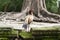 Chicken in the Angkor wat temples in Siem Reap, Cambodia.